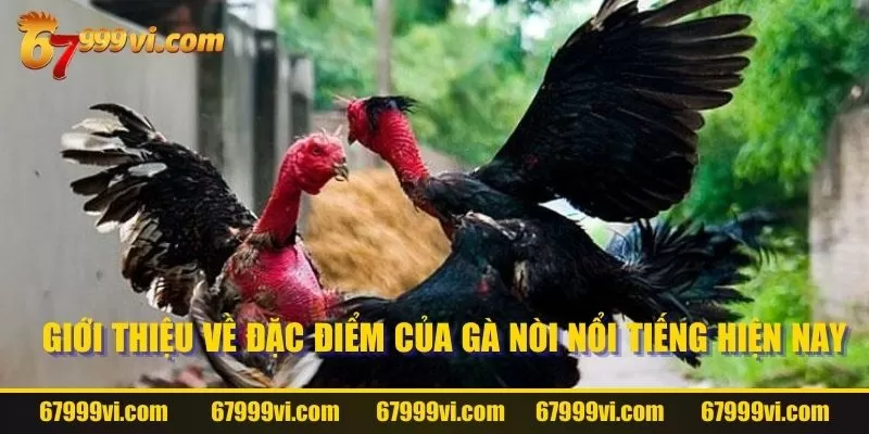 Tìm hiểu đặc điểm của giống Gà này