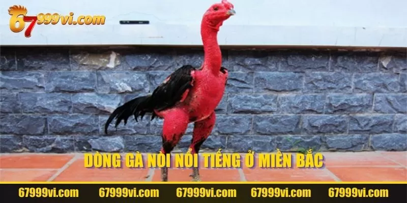 Gà Nòi miền Bắc có đặc điểm gì