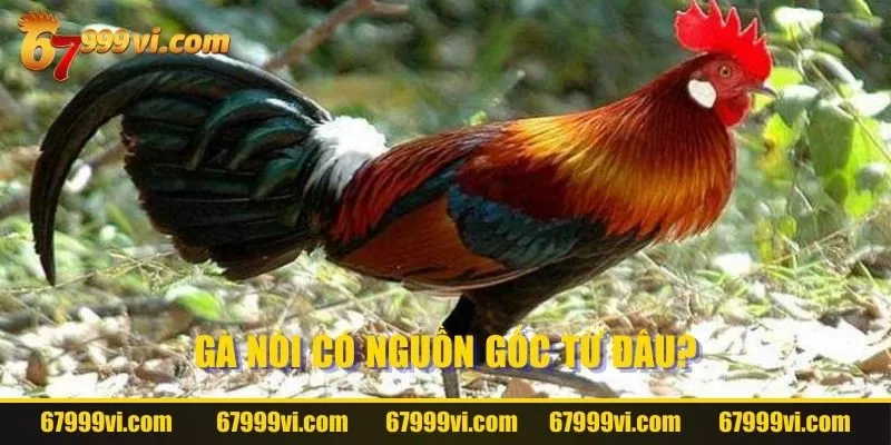 Nguồn gốc của giống Gà Nòi