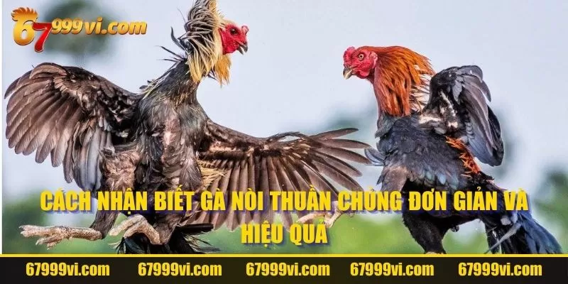 Cách Nhận Biết Gà Nòi