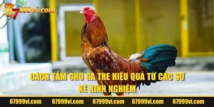 Cách Tắm Cho Gà Tre