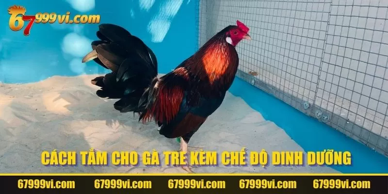 Cách tắm cho gà tre kèm chế độ dinh dưỡng