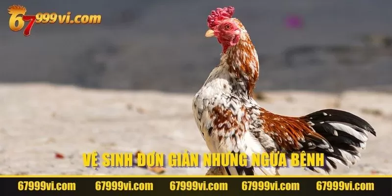 Vệ sinh đơn giản nhưng ngừa bệnh