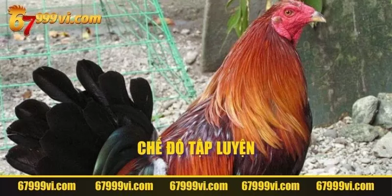 Chế độ tập luyện