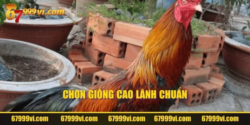 Chọn giống Cao Lãnh chuẩn