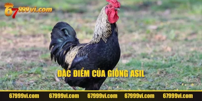 Đặc điểm của Asil