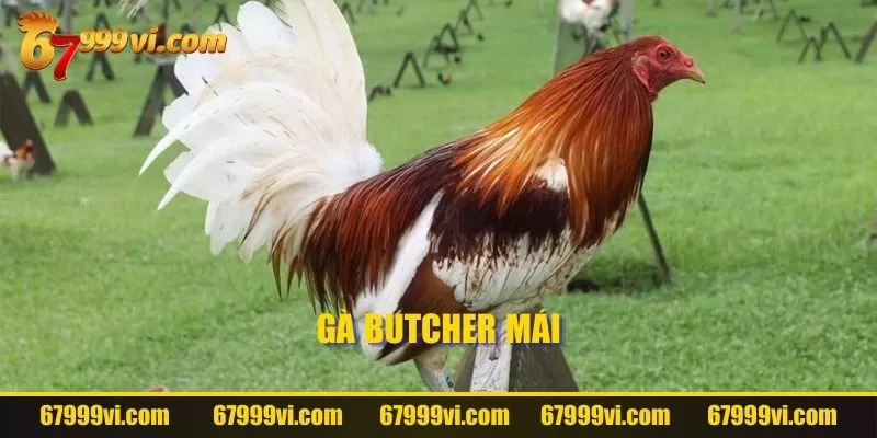 Gà mái Butcher