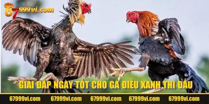 Giải đáp nên đem gà điều xanh đá ngày nào