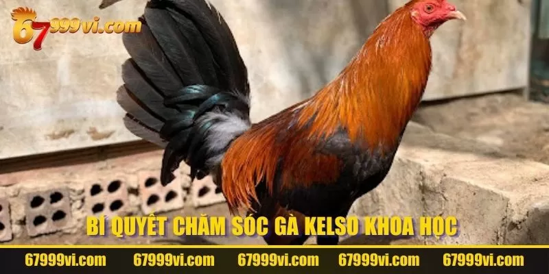 Bí quyết chăm sóc gà Kelso khoa học