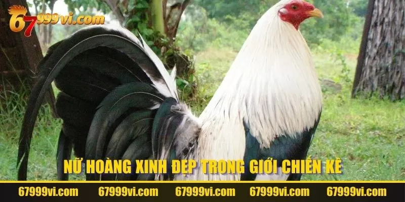 Nữ hoàng xinh đẹp trong giới chiến kê