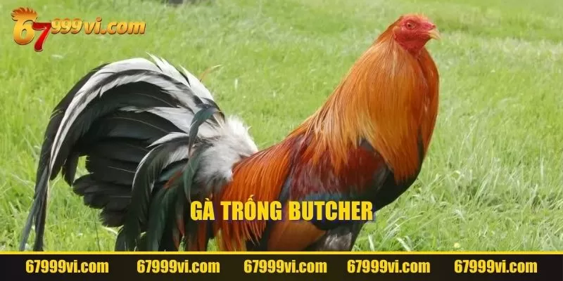 Gà trống Butcher