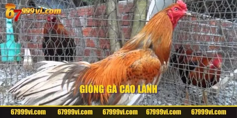 Giống Gà Cao Lãnh