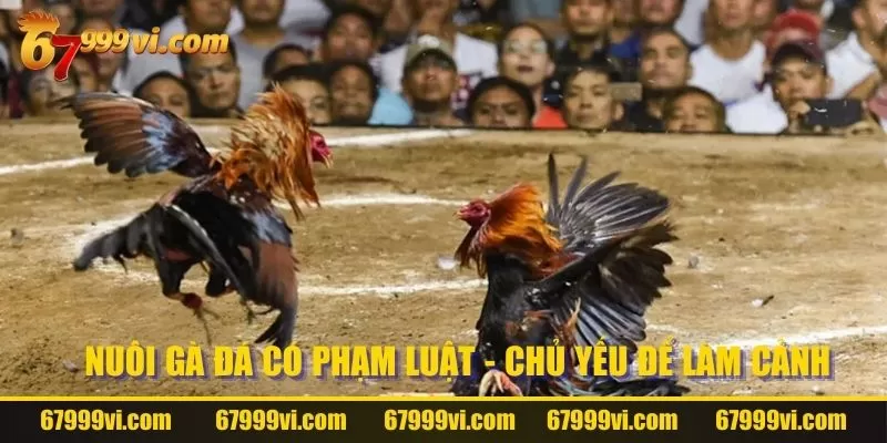 Nuôi gà đá có phạm luật - Chủ yếu để làm cảnh