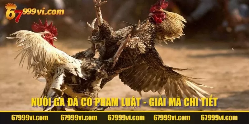 Nuôi gà đá có phạm luật - Giải mã chi tiết