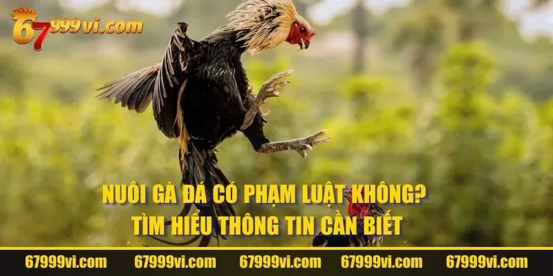 Nuôi Gà Đá Có Phạm Luật Không