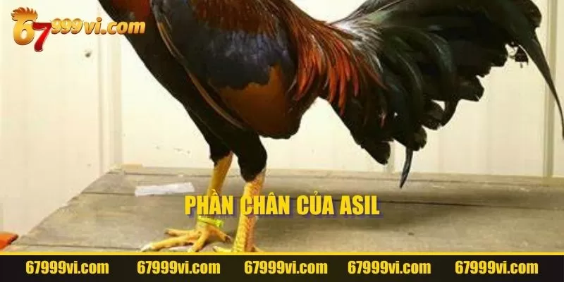 Phần chân Asil