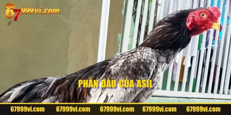 Phần đầu của Asil