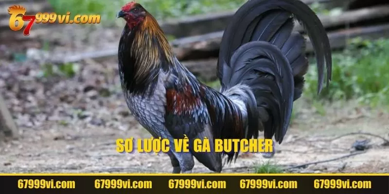 Sơ lược về Gà Butcher